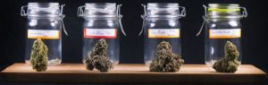Marijuana Laws Nevada 2017